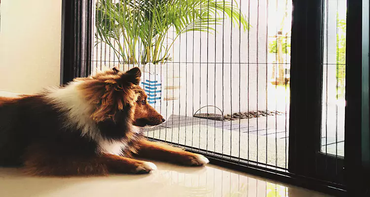 Sliding Screen Pet Door Repair in Englewood, FL