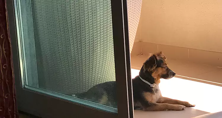 French Door Pet Screen Repair in Englewood, FL